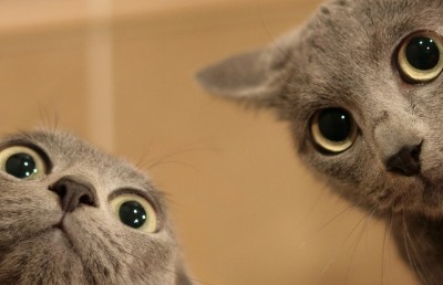 ޔޫކޭގައި ދެ ބުޅަލަށް އަނިޔާކޮށް މެރި 17 އަހަރުގެ ދެ ކުދިން ޖަލަށް ލައިފި