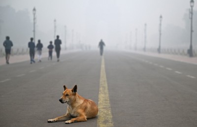 ދިއްލީގެ މަގުތަކުގައި އުޅޭ ކުއްތާތައް ހިފަން ސުޕްރީމް ކޯޓުން އަމުރުކޮށްފި