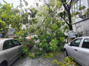 ވިއްސާރައިގައި ގަހެއް ވެއްޓި، ޕީއެސްއެމް ކައިރީ އޮތް ކާރަކަށް ގެއްލުންވެއްޖެ