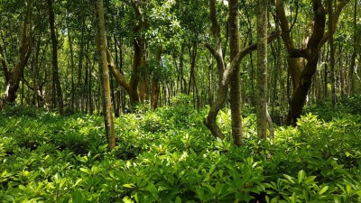 ސިނާއީ ނޫން ރަށްރަށުން ކަނޑާ ގަހަކަށް ދެ ގަސް އިންދަންޖެހޭ ގަވާއިދެއް