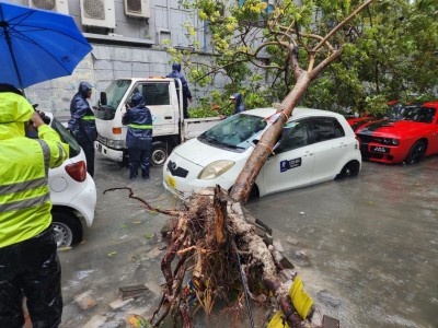 ވިއްސާރައިގައި ގަހެއް ވެއްޓި، ޕީއެސްއެމް ކައިރީ އޮތް ކާރަކަށް ގެއްލުންވެއްޖެ