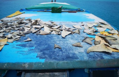 ކަށި މިޔަރުގެ މަސްވެރިކަމަށް ނޮވެމްބަރު މަހު ހުއްދަ ދެނީ