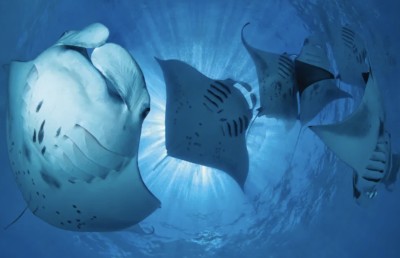 ބ. އަތޮޅުގެ "ހިތް" ހަލާކުކޮށްލަން ދޫކޮށްނުލާ!