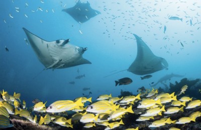 ބ. އަތޮޅުގެ "ހިތް" ހަލާކުކޮށްލަން ދޫކޮށްނުލާ!