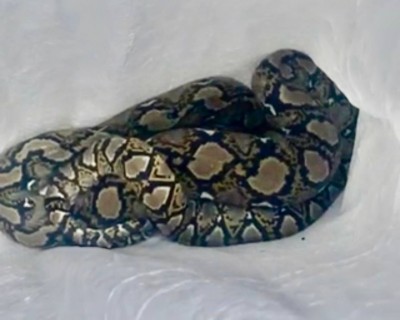 މާލެއިން ހަރުފައެއް ފެނިއްޖެ