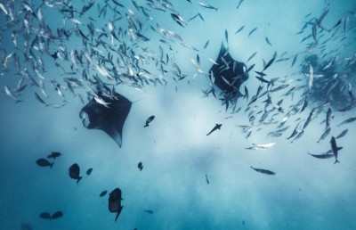 ދޮންފަނު ފަރަށް ޑައިވް ނުކުރެވޭ ގޮތް ހެދުމަކީ ރާއްޖޭގެ ނަމަށް ހުތުރުވާނެ ކަމެއް: މަޓާޓޯ