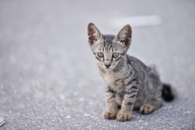 ބުޅާ ފެސިލިޓީ އަޅަން ބަޔަކު ހޯދަނީ