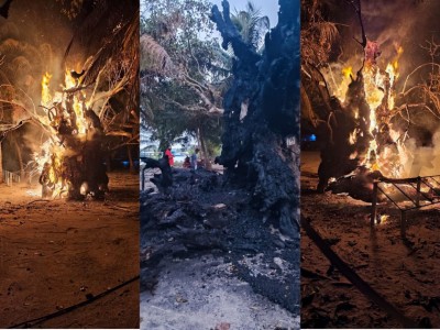 ބާރަށު ކާނި ގަހުގައި ހުޅުޖެހި މީހުންނަށް ފިޔަވަޅު އަޅަނީ