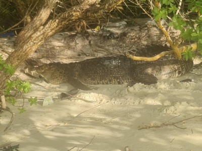 ފަރުކޮޅުން ފެނުނު ކިނބޫ ރާއްޖެ ނާދެވޭ ހިސާބަށް ދޫކޮށްލައިފި