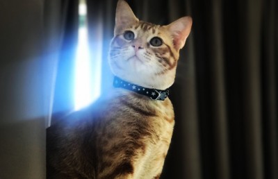 ބުޅަލެއް މަރާލި ކަމުގެ ތުހުމަތާ އެކު ދެބެއިންގެ މެދުގައި މައްސަލަޖެހި ޕޮލިހަށް