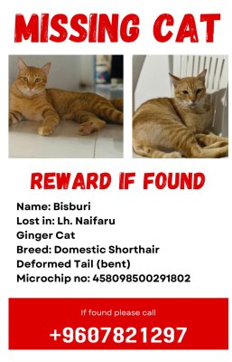 ބުޅަލެއް މަރާލި ކަމުގެ ތުހުމަތާ އެކު ދެބެއިންގެ މެދުގައި މައްސަލަޖެހި ޕޮލިހަށް