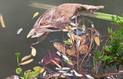 ހުޅުދޫ ޑަކް ޕާކުގެ ދިރުންތައް މެރި މައްސަލަ ފުލުހުންނާއި މިނިސްޓްރީން ވެސް ބަލަނީ