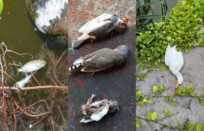 ހުޅުދޫ ޑަކް ޕާކުގެ ފެންގަނޑަށް ވިހައެއް އަޅައިގެން ދޫނިތަކާއި މަސްތައް މަރާލައިފި