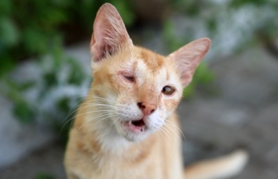 އޮޅުހިޔާގައި ބައްޔެއް ފެތުރި، ބުޅާތައް މަރުވެފައިވާ މައްސަލަތަކެއް!