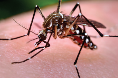 ޗިކުންގުންޔާއިން ރައްކާތެރިވާނީ ކިހިނެއް؟