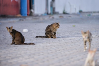 ބުޅަލަކަށް އަނިޔާކުރި މައްސަލައެއް ތަހުގީގުކުރަނީ؛ ފުލުހަކު ޝާމިލްވާ ކަމުގެ ތުހުމަތު