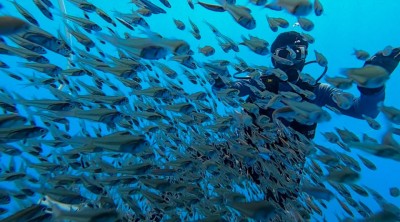 މަސްވެރިކަން އިޝްތިހާރުކުރާ ކުންފުންޏަށް އެމްޑީއަކާއި، އިތުރު ކުންފުނިތަކަށް އާ ބޯޑު މެންބަރުން