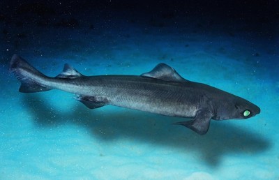 ހާއްސަ ލައިސަންސެއް ނަގައިގެން ކަށިމިޔަރުގެ މަސްވެރިކަން ކުރެވޭ ގޮތަށް ހުއްދަ ދީފި