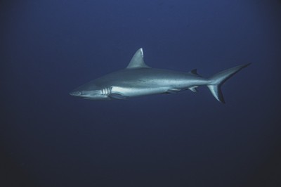 ކަށިމިޔަރުގެ މަސްވެރިކަން ހުއްޓުވަން ހުށަހެޅި މައްސަލަ ހައިކޯޓުން ބޭރުކޮށްލައިފި