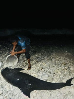 އައްޑޫ ނޭޗާ ޕާކަށް ލެއްގި ކޯމަސް ކަނޑަށް ދޫކޮށްލައިފި