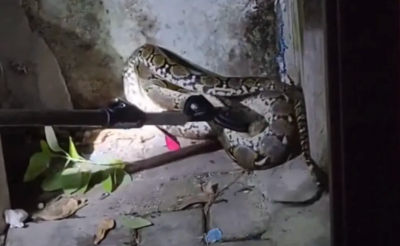 މާލެއިން 6 ފޫޓުގެ ހަރުފައެއް ފެނިއްޖެ