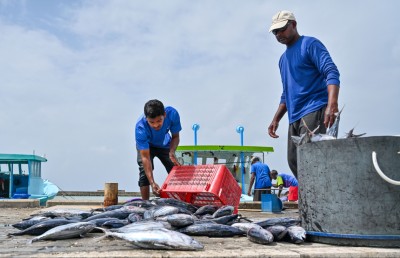 ގަވާއިދާ ހިލާފް މަސްވެރިކަން ހުއްޓުވަން ފިޔަވަޅު ވަރުގަދަ ކުރަނީ