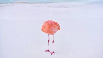 އޭއައި މުބާރާތުން މޮޅުވީ އަސްލު ފޮޓޯއެއް، ކޮށްލީ ޑިސްކޮލިފައި