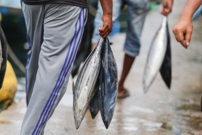 މަސްވެރިންނަށް މިހާތަނަށް ބިލިއަނެއްހާ ރުފިޔާ ދޫކޮށްފި