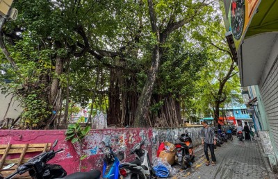 އާންމުންނަށް އުނދަގޫވާތީ މައްޗަންގޮޅި ސަހަރާގައި ހުރި ނިކަގަސް ނަގަނީ