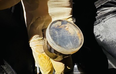 ޑްރަގް ބޮޑު އޮޕަރޭޝަންގައި އަތުލައިގަތީ 29 ކިލޯގެ ޑްރަގް