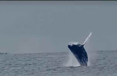 ވާވު އަތޮޅަށް ފަހު ނިލަންދޫން ވެސް ބޮޑު މަހެއް ފެނިއްޖެ