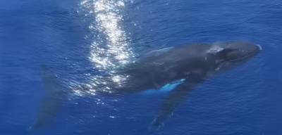 ވ. އަތޮޅާއި ފ. އަތޮޅަށްފަހު ތިލަފުށި ކައިރިން ވެސް ބޮޑުމަހެއް ފެނިއްޖެ