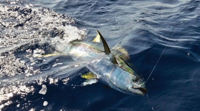 ހުސް ދިވެހިންނާއެކު ލޭނުމަސްވެރިކަން ކުރާ އުޅަނދެއްނަމަ، ކޯޓާފީ ދައްކާކަށް ނުޖެހޭނެ: މިނިސްޓްރީ