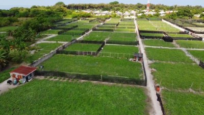 ދަނޑުތަކުގައި އުފައްދަނީ ފެންވަރު ރަނގަޅު ތަކެތިތޯ ބެލުމަށް ޚާއްސަ އޮޑިޓެއް ހަދަނީ