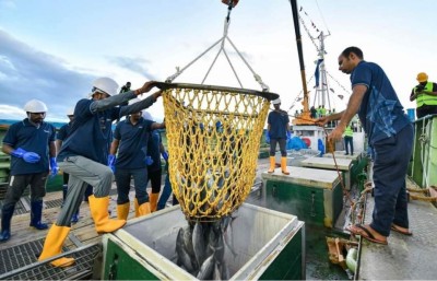 މަސް ގަންނަ އަގު ބަދަލުނުކުރަނީ ބާޒާރުގައި އަގު ދަށްވާތީ: މިފްކޯ