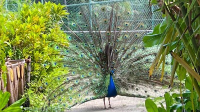 ނުގަވާއިދުން ގެންނަ ދިރޭތަކެތި ފޮނުވައިލުމަށް ނުވަތަ ނައްތާލުމަށް ދޭ ދުވަސް އިތުރުކޮށްފި