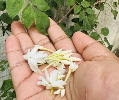 ހުވަނދުމާ ޚާއްސަ؛ ކުރީގެ ހަނދާން އެބަހުރިތަ؟