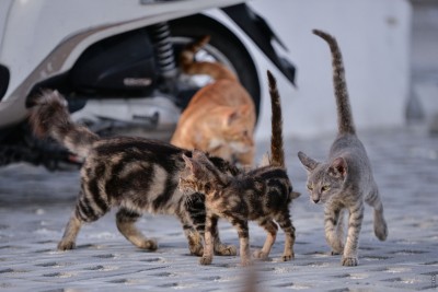 ރާއްޖޭގައި ފުރަތަމަ ފަހަރަށް ޖަނަވާރުންގެ ދުވަސް ފާހަގަކުރަނީ؛ ގިނަ ހަރަކާތްތަކެއް