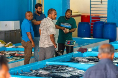 މިއަހަރު މިފްކޯއިން މަސް ކިރި އަދަދު ތިން ގުނަ ދަށްވެއްޖެ