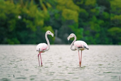 ފުނަދޫ ދައްފަޅުގައި އީކޯ ޕާކެއް ތަރައްގީ ކުރަނީ