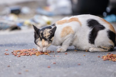 ފެސިލިޓީގައި ޚިދުމަތްތައް ދޭނެ ގޮތްތައް ހަމަނުޖެހޭތީ، ބުޅާ ނުގެންދިޔުމަށް މިނިސްޓްރީން އެދިއްޖެ