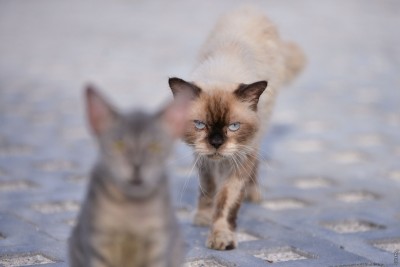 ބައެއް ރަށްރަށުގެ މަގުމަތީގައި އުޅޭ ބުޅާތަކަށް އަނިޔާކޮށް، މަރާކަމުގެ ޝަކުވާތަކެއް މިނިސްޓްރީއަށް