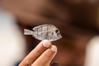 ހިތަދޫ ފުއްޓަރު ފަރާތަށް ކްލޮރިން އެޅި މައްސަލަ އީޕީއޭއާއި ފުލުހުން ބަލަނީ