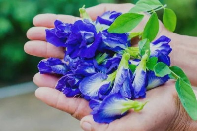 ނަންރީތިމާ: ރީތިކަމާ އެއްވަރަށް ފައިދާ ވެސް ބޮޑު މަލެއް