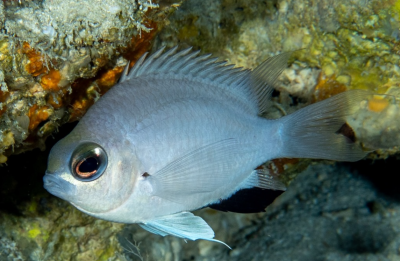 ދުނިޔެއިން ކުރިން ނުފެންނަ އާ މަހެއް ރާއްޖޭގެ ކަނޑުން ފެނިއްޖެ