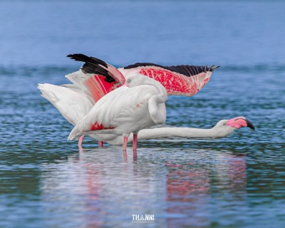 ފްލެމިންގޯއާއެކު ފުނަދޫ ކުޅިއަށް ވެސް ރީތިކަން