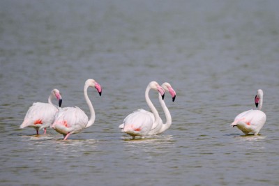 އިރުވައި މޫސުމާ އެކު ހިތްގައިމު ފްލެމިންގޯތައް އަނެއްކާ ވެސް ކުޅުދުއްފުށީގައި