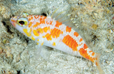 ރާއްޖޭގެ ކަނޑުން އަނެއްކާވެސް އާ މަހެއް: މިފަހަރު ހޯދީ "ރަކި"