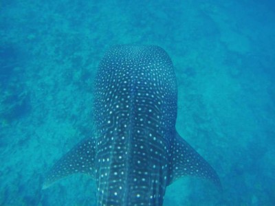 ފެހުރިހި ބަލަންދާ އުޅަނދުތަކުގެ ބުރަފަތީގައި ގާޑު އަޅުވަން މަޖުބޫރުކޮށްފި