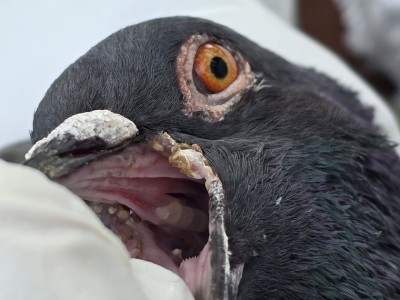 ކޮތަރުތަކަށް ޖެހިފައިވާ ބަލި ދެނެގަނެވިއްޖެ، އިންސާނުންނަށް ނުރައްކަލެއް ނެތް: މިނިސްޓްރީ